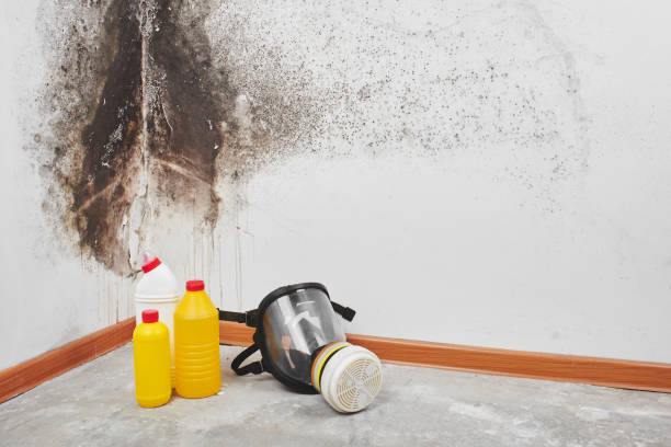 Best Affordable Mold Removal  in Mount Angel, OR