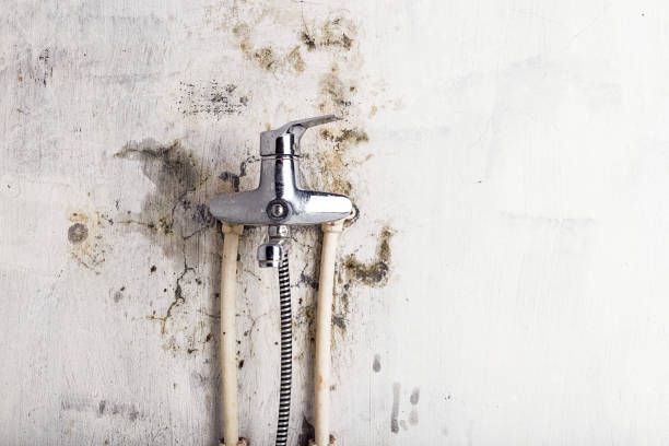 Best Fast Mold Removal  in Mount Angel, OR