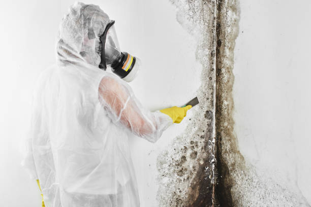 Certified Mold Removal in Mount Angel, OR