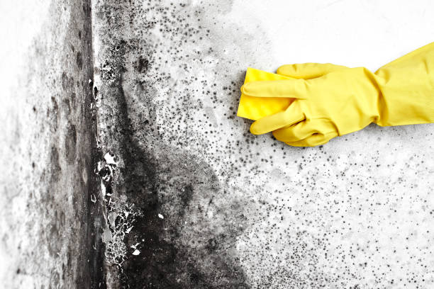 Professional Mold Removal in Mount Angel, OR