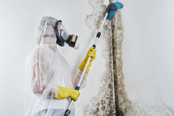 Best Certified Mold Removal  in Mount Angel, OR