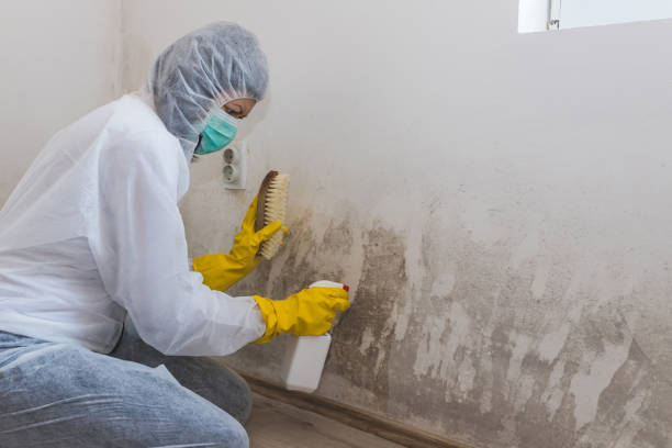 Best Mold Damage Repair  in Mount Angel, OR