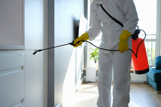 Best Local Mold Removal Service  in Mount Angel, OR