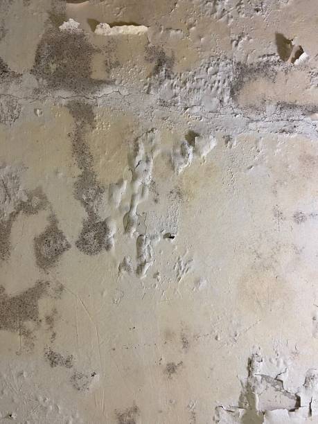 Best Mold Removal Near Me  in Mount Angel, OR