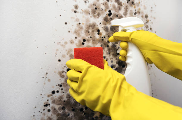 Mold Testing and Removal in Mount Angel, OR