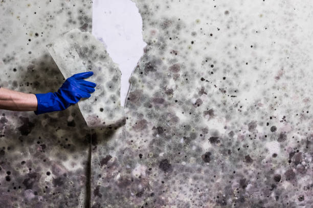 Reliable Mount Angel, OR Mold Removal Solutions