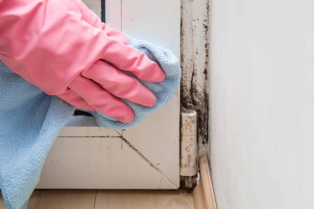 Mold Removal and Inspection in Mount Angel, OR
