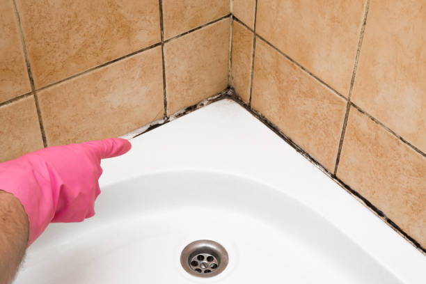 Best Best Mold Removal Companies  in Mount Angel, OR