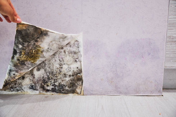 Best Attic Mold Removal  in Mount Angel, OR